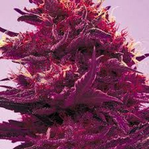Buy Purple Power cannabis 10 seeds at