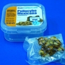 Psilocybe Mexicana 10 grams