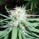 Spliff Bronze Haze #1 cannabis seeds