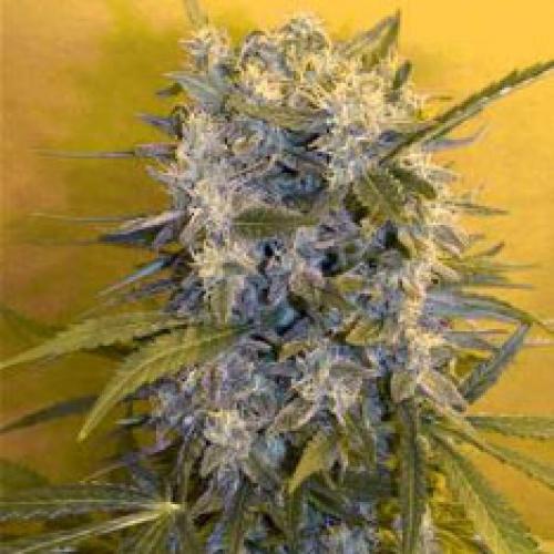 Buy Spliff Gold Northern Light Haze cannabis seeds at