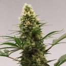 California Orange Bud cannabis 10 seeds