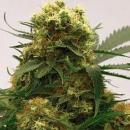 Magic Seeds White Widow cannabis 5 seeds